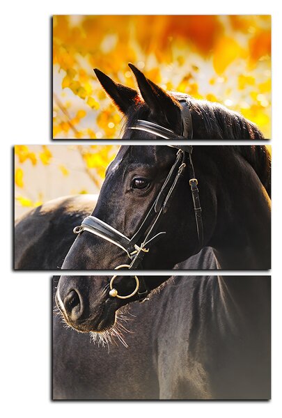 Obraz na plátně - Černý kůň - obdélník 7220D (90x60 cm)
