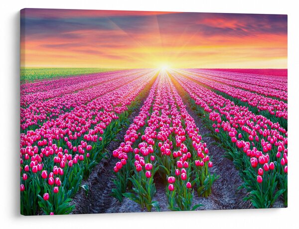 Obraz pole tulipánů se sluncem (70x50 cm)