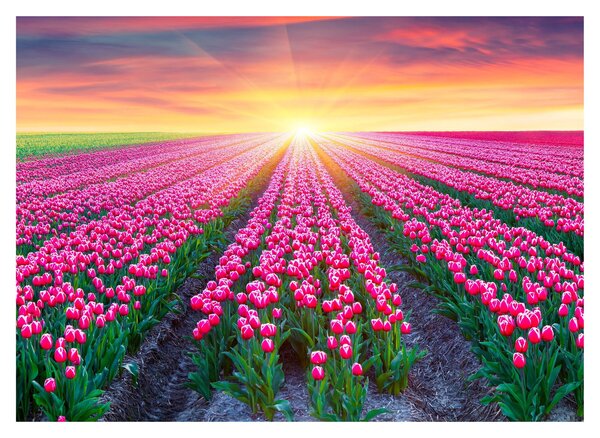 Obraz pole tulipánů se sluncem (70x50 cm)