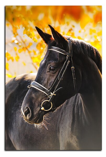Obraz na plátně - Černý kůň - obdélník 7220A (60x40 cm)