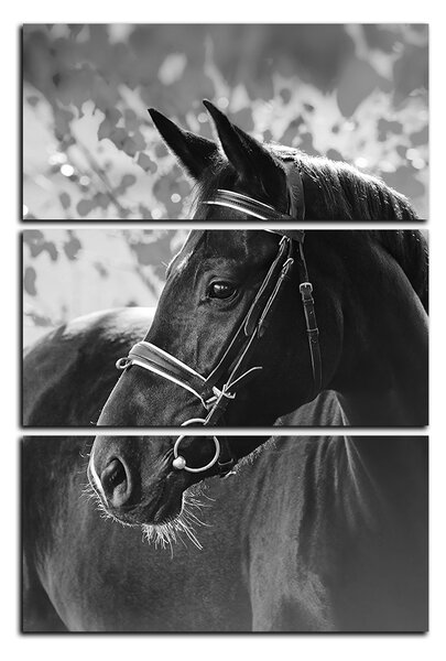 Obraz na plátně - Černý kůň - obdélník 7220QB (90x60 cm )
