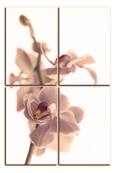 Obraz na plátně - Orchidej květ izolována na bílém pozadí - obdélník 7222FE (90x60 cm)