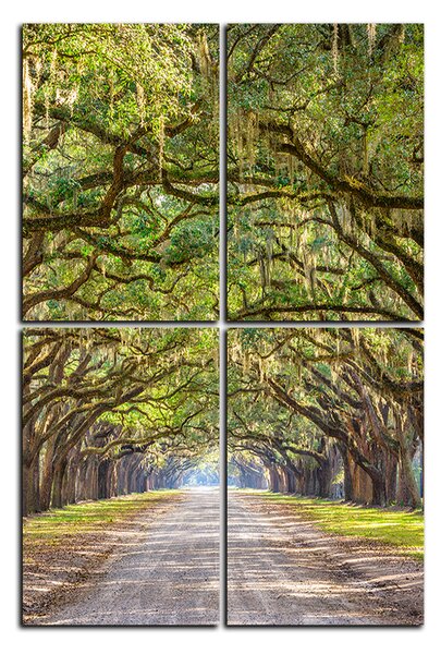 Obraz na plátně - Historické dubové stromy lemované polní cestou - obdélník 7239E (90x60 cm)
