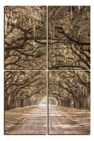Obraz na plátně - Historické dubové stromy lemované polní cestou - obdélník 7239FE (90x60 cm)