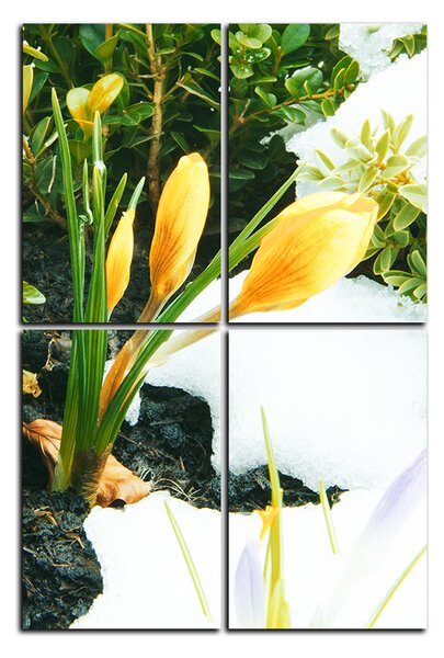 Obraz na plátně - Časné jarní květiny - obdélník 7242E (90x60 cm)