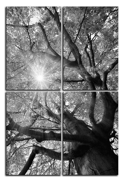 Obraz na plátně - Slunce přes větve stromu - obdélník 7240QE (90x60 cm)