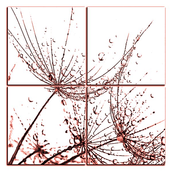 Obraz na plátně - Pampelišková semínka s kapkami vody - čtverec 3202KE (60x60 cm)