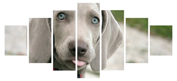 Obraz - štěně výmarský ohař (210x100 cm)