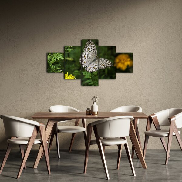 Obraz - bílý motýl (125x70 cm)