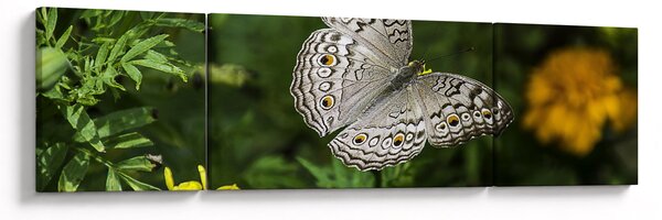 Obraz - bílý motýl (170x50 cm)