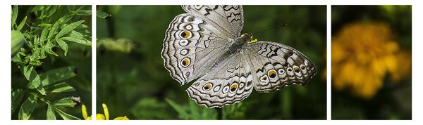 Obraz - bílý motýl (170x50 cm)