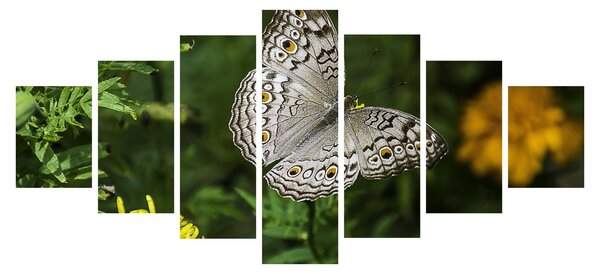 Obraz - bílý motýl (210x100 cm)