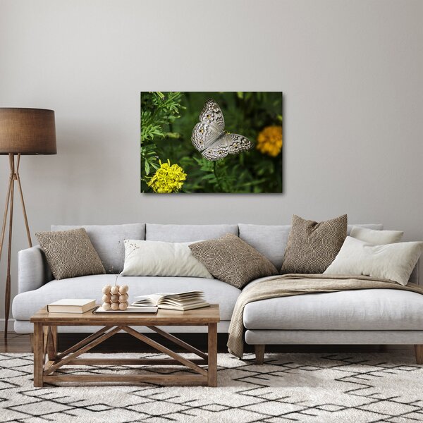 Obraz - bílý motýl (70x50 cm)