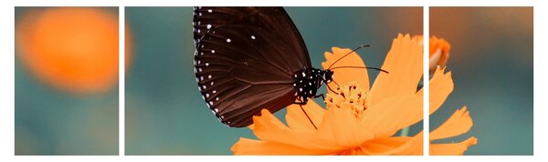 Obraz - motýl na oranžové květině (170x50 cm)
