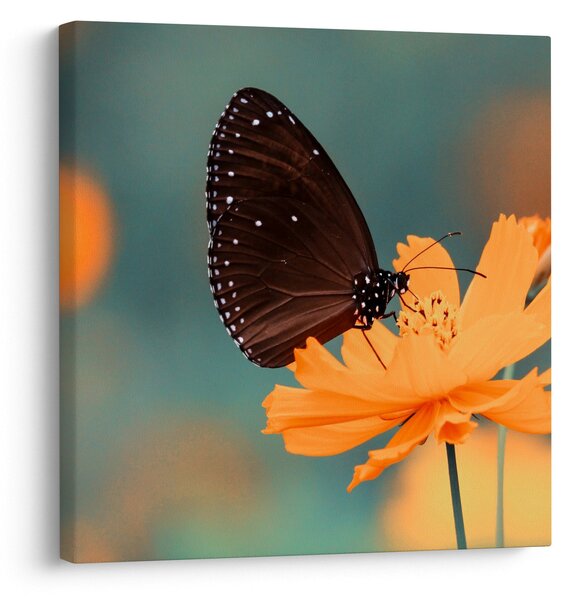 Obraz - motýl na oranžové květině (30x30 cm)