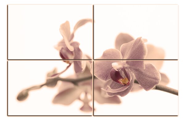 Obraz na plátně - Orchidej květ izolována na bílém pozadí 1222FE (90x60 cm)