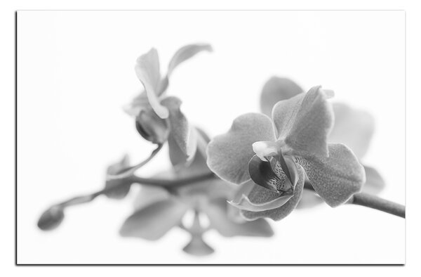 Obraz na plátně - Orchidej květ izolována na bílém pozadí 1222QA (120x80 cm)