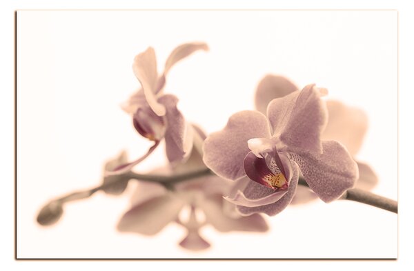 Obraz na plátně - Orchidej květ izolována na bílém pozadí 1222FA (90x60 cm )