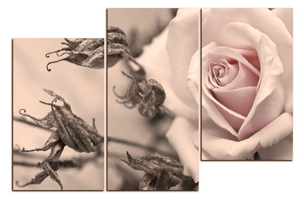 Obraz na plátně - Růže a uschlé rostliny 1225FD (90x60 cm)