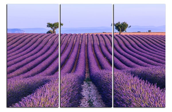 Obraz na plátně - Levandulové pole v létě 1234B (150x100 cm)