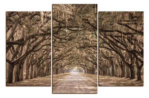 Obraz na plátně - Historické dubové stromy lemované polní cestou 1239FC (90x60 cm)