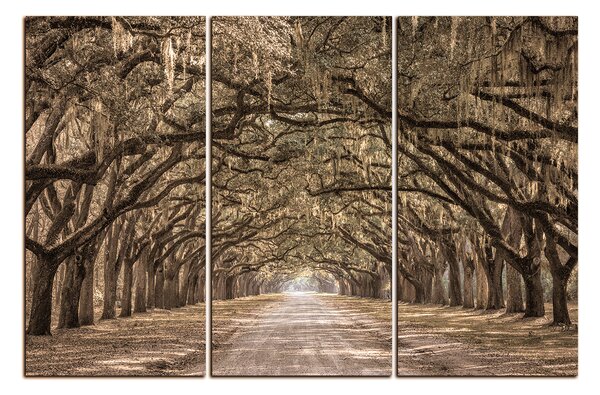 Obraz na plátně - Historické dubové stromy lemované polní cestou 1239FB (90x60 cm )