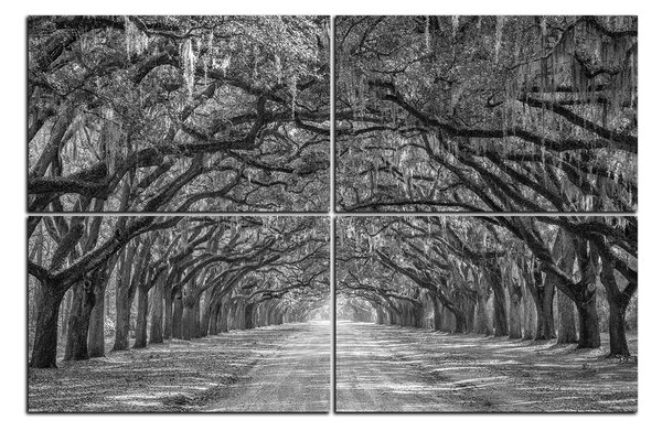 Obraz na plátně - Historické dubové stromy lemované polní cestou 1239QE (90x60 cm)