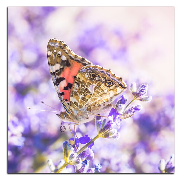 Obraz na plátně - Motýl na levandule - čtverec 3221A (50x50 cm)