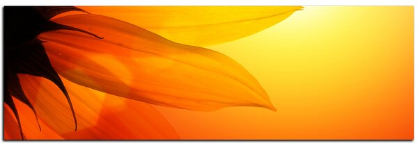 Obraz na plátně - Slunečnice květ - panoráma 5201A (105x35 cm)