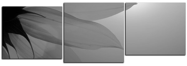 Obraz na plátně - Slunečnice květ - panoráma 5201QD (90x30 cm)
