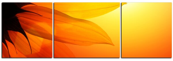 Obraz na plátně - Slunečnice květ - panoráma 5201C (150x50 cm)