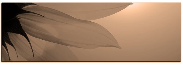 Obraz na plátně - Slunečnice květ - panoráma 5201FA (105x35 cm)