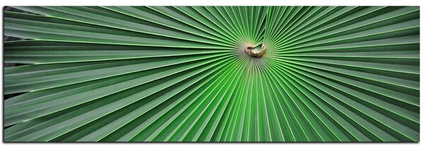 Obraz na plátně - Tropické listy - panoráma 5205A (105x35 cm)