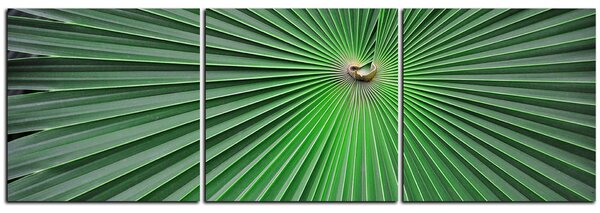 Obraz na plátně - Tropické listy - panoráma 5205B (90x30 cm)