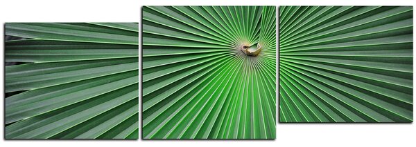 Obraz na plátně - Tropické listy - panoráma 5205E (90x30 cm)