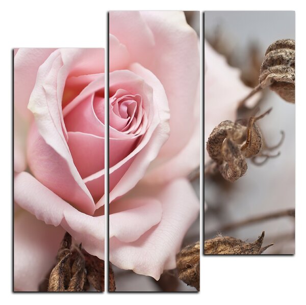 Obraz na plátně - Růže a uschlé rostliny - čtverec 3225C (75x75 cm)