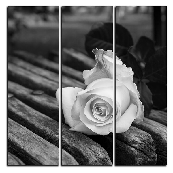 Obraz na plátně - Bílá růže na lavici - čtverec 3224QB (75x75 cm)
