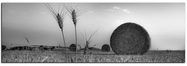 Obraz na plátně - Stohy sena v poli - panoráma 5211QA (105x35 cm)