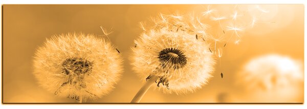 Obraz na plátně - Pampeliška v ranním slunci - panoráma 5214FA (105x35 cm)