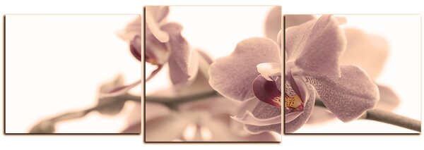 Obraz na plátně - Orchidej květ izolována na bílém pozadí - panoráma 5222FD (90x30 cm)