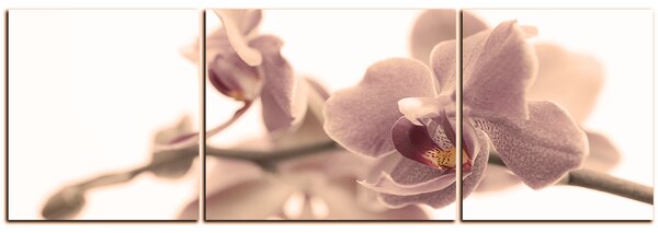 Obraz na plátně - Orchidej květ izolována na bílém pozadí - panoráma 5222FC (90x30 cm)