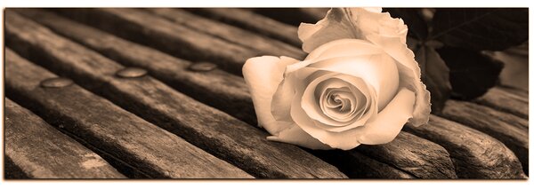 Obraz na plátně - Bílá růže na lavici - panoráma 5224FA (105x35 cm)