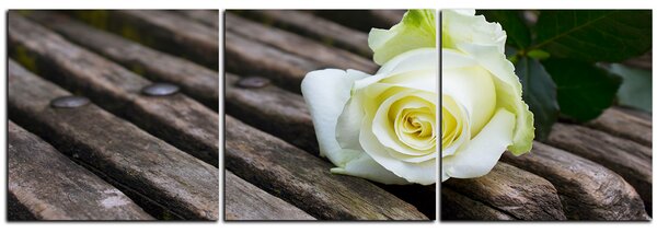 Obraz na plátně - Bílá růže na lavici - panoráma 5224B (90x30 cm)