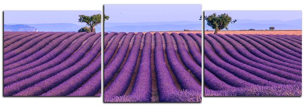 Obraz na plátně - Levandulové pole v létě - panoráma 5234D (90x30 cm)