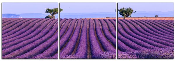 Obraz na plátně - Levandulové pole v létě - panoráma 5234B (90x30 cm)