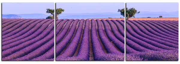 Obraz na plátně - Levandulové pole v létě - panoráma 5234C (90x30 cm)