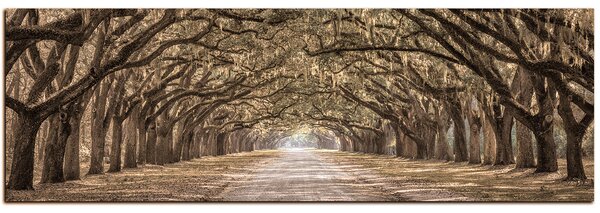 Obraz na plátně - Historické dubové stromy lemované polní cestou - panoráma 5239FA (105x35 cm)