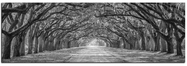 Obraz na plátně - Historické dubové stromy lemované polní cestou - panoráma 5239QA (105x35 cm)