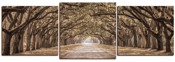 Obraz na plátně - Historické dubové stromy lemované polní cestou - panoráma 5239FD (90x30 cm)