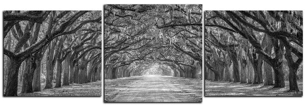 Obraz na plátně - Historické dubové stromy lemované polní cestou - panoráma 5239QD (90x30 cm)
